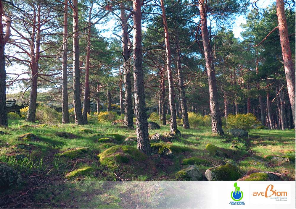 AVEBIOM forma parte del Foro Bosques y Cambio Climatico